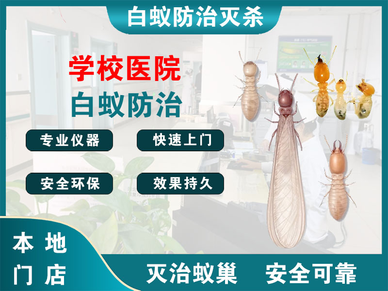 松江学校医院白蚁防治