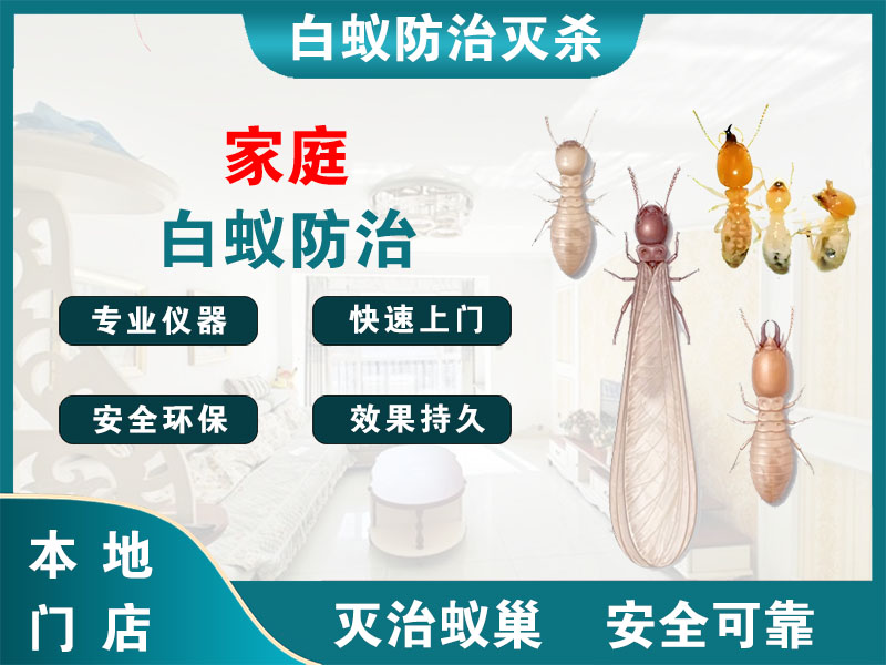 松江家庭白蚁防治